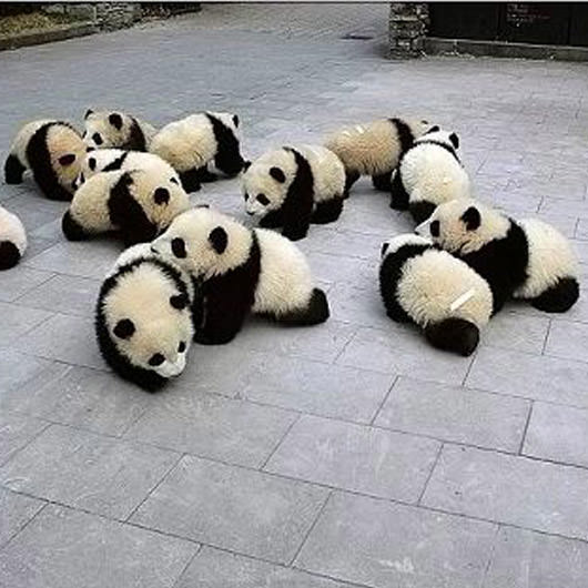 panda antivirus download 2016