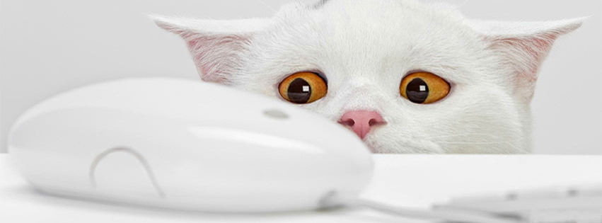 innocent cat facebook cover