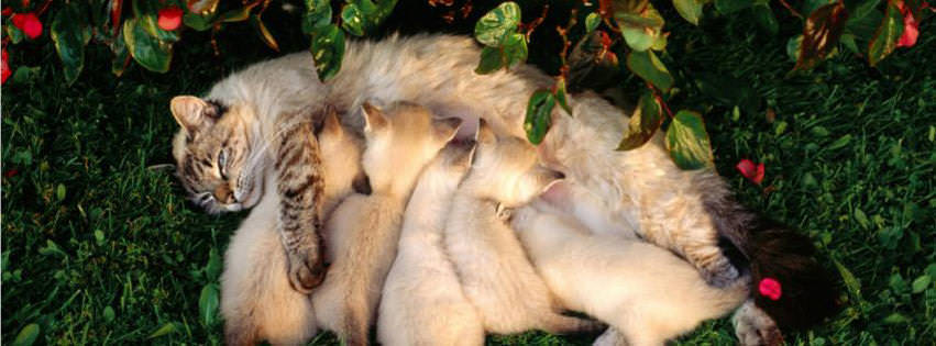 mother cat kittens drinking milk facebook timeline cover