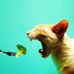 Quotes on Vegetarianism, Being A Vegetarian And Killing Animals