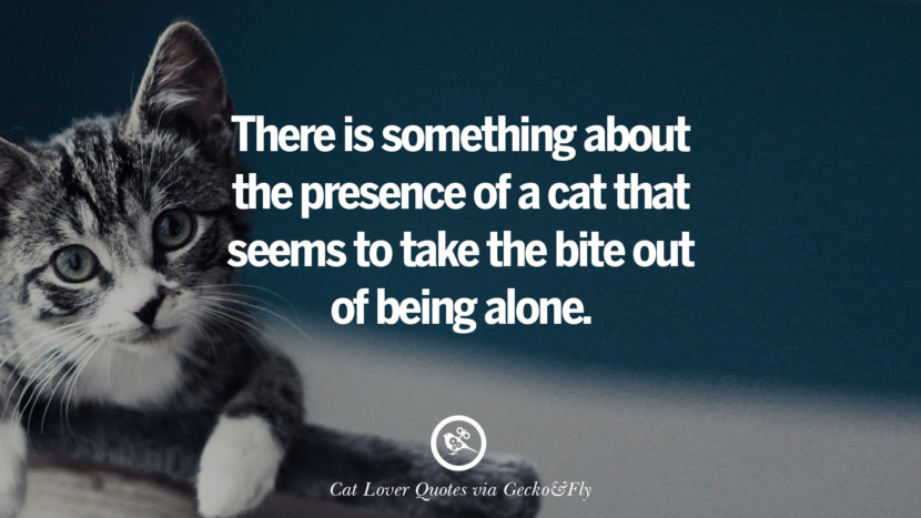 There is something about the presence of a cat that seems to take the bite out of being alone. Cute Cat Images With Quotes For Crazy Cat Ladies, Gentlemen And Lovers