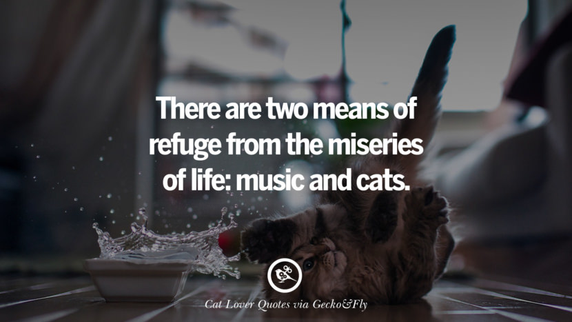 There are two means of refuge from the miseries of life: music and cats.