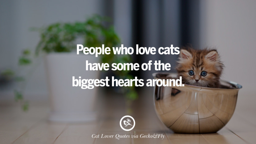 25 Cute Cat Images With Quotes For Crazy Cat Ladies ...