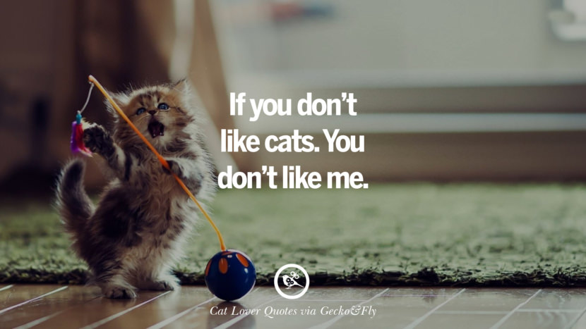 If you don't like cats. You don't like me.