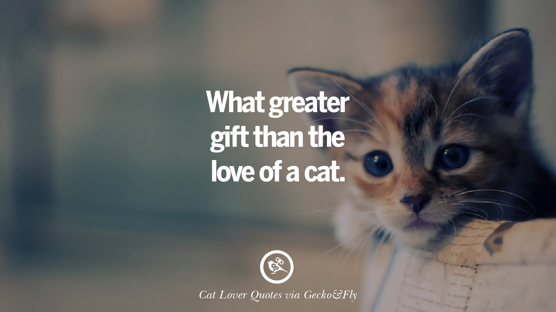 25 Cute Cat Images With Quotes For Crazy Cat Ladies Gentlemen And Lovers