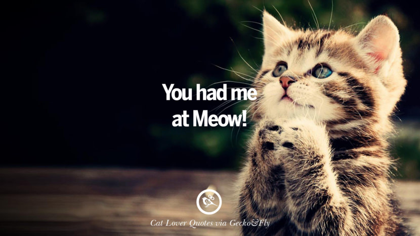You had me at Meow!