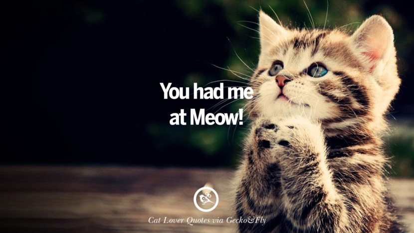 You had me at Meow! Cute Cat Images With Quotes For Crazy Cat Ladies, Gentlemen And Lovers