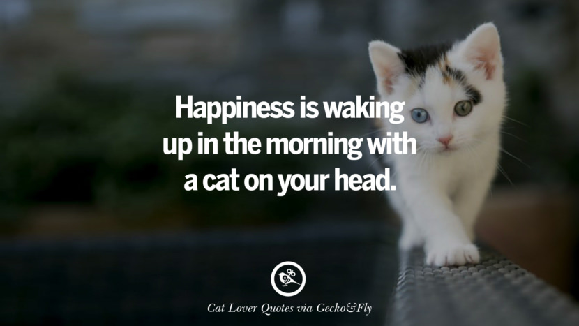 Happiness is waking up in the morning with a cat on your head. Cute Cat Images With Quotes For Crazy Cat Ladies, Gentlemen And Lovers