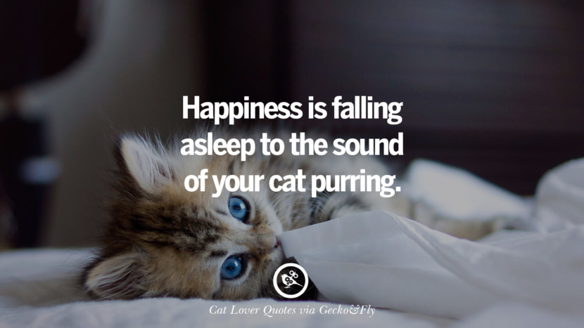 happiness is falling asleep to the sound of your cat purring.