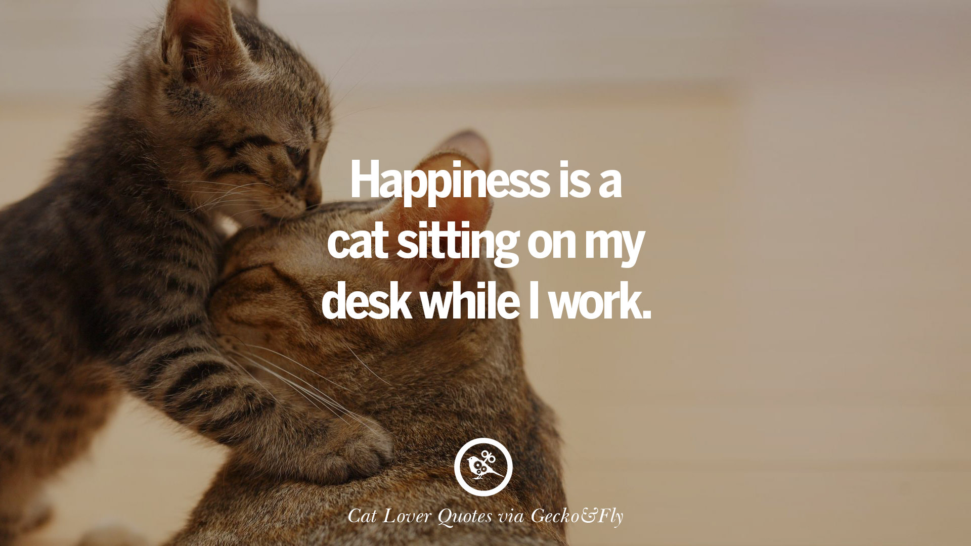 25 Cute  Cat  Images With Quotes  For Crazy Cat  Ladies 